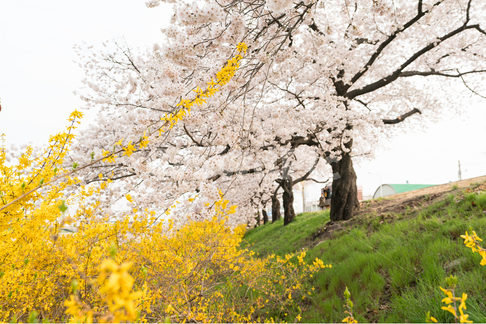 벚꽃,봄꽃,사쿠라,봄,spring,꽃,cherryblosso,계절,식물,자연,개나리,공존