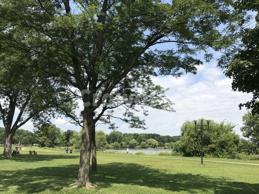 미국,칼훈호수,미네아폴리스,미네소타,나무,호수,자연,풍경,nature,landscape,grass,잔디,plant,식물,tree,tree trunk,나무 줄기