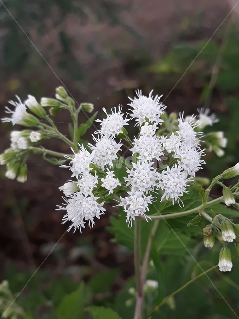 꽃,flower,하얀꽃,줄기,식물,식물,자연,plants,nature,꽃,flower