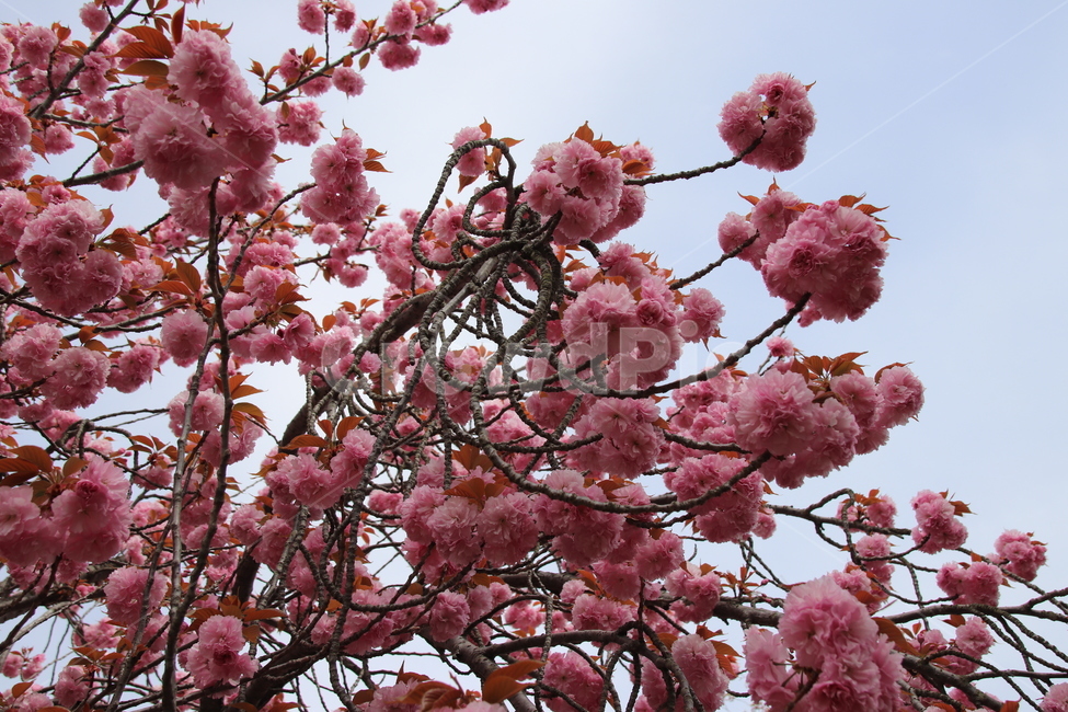 왕벚꽃,겹벚꽃,벚꽃,꽃,자연,봄,계절,spring,season,식물,자연,plants,nature,꽃,flower,plant,blossom,cherry blossom