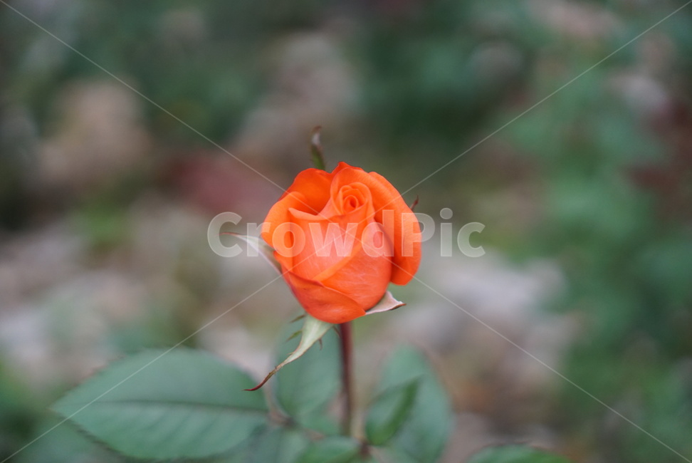 장미,올림픽공원,로즈,꽃,식물,주황색,식물,자연,plants,nature,꽃,flower