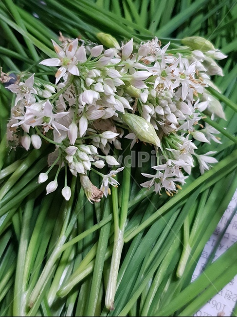 부추,꽃,채소,식물,plant