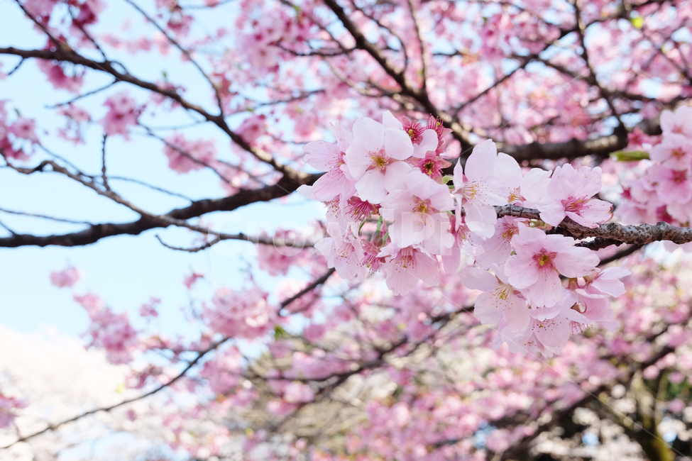 plant,식물,blossom,flower,꽃,벚꽃,사쿠라,벚꽃나무,사쿠라꽃,식물,자연,plants,nature,꽃,flower