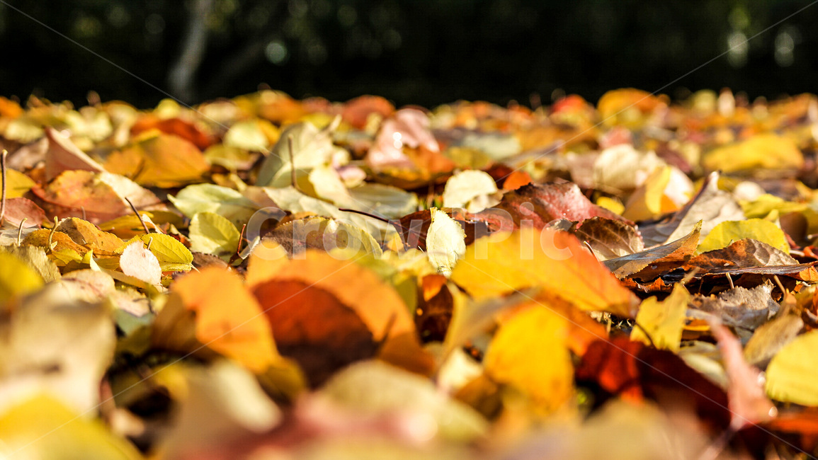 가을,단풍,낙엽,한강,뚝섬유원지,이슬,plant,식물,tree,나무,treetrunk,나무줄기,가을,계절,fall,autumn,season,leaf,잎