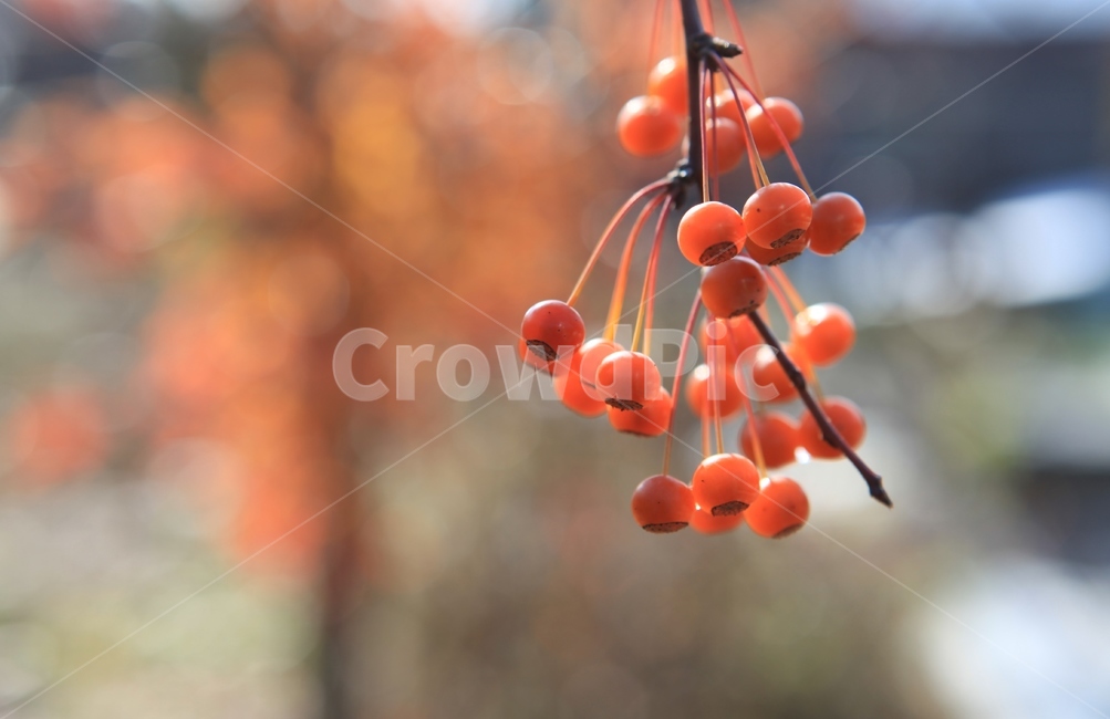 열매,가을열매,가을,결실,야광나무열매,식물,자연,plants,nature,과일,열매,fruit