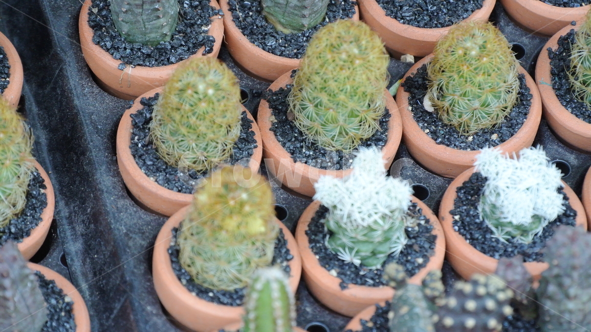 plant,선인장,cactus,식물,화분,실내용화초,화분,화초,house plant