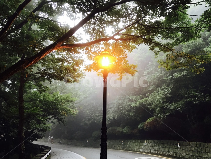 안개,가로등,빛,나무,몽환,분위기,신비,신비로운,자연,가로수,태종대,부산,자연,풍경,nature,landscape,light,flare,플레어
