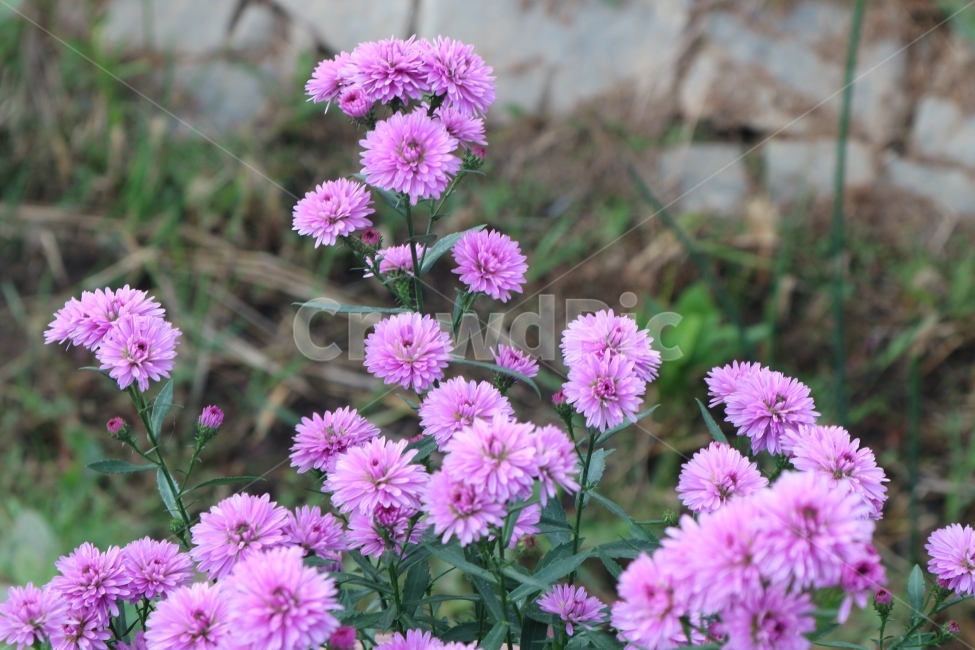 가을,꽃,보라색,하늘정원,자연,식물,자연,plants,nature,꽃,flower