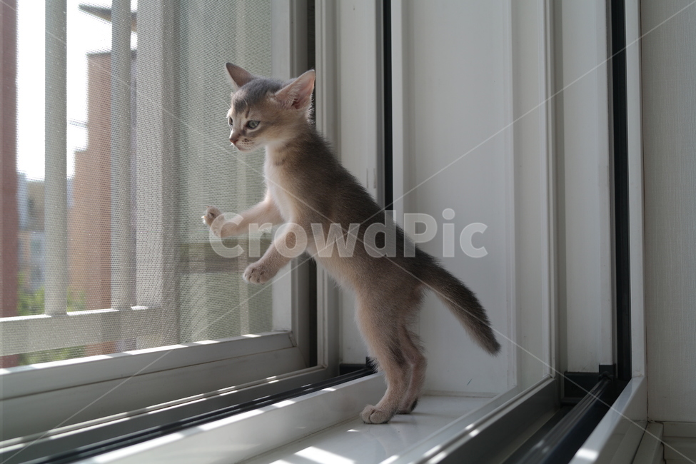 고양이,아비시니안,동물,냥이,반려동물,집고양이,아기,집사,시선,동물,animal,포유류,mammal,고양이,cat,kitten,kitty