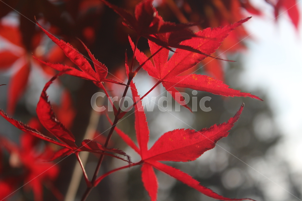 leaf,잎,tree,maple,단풍,가을,계절,fall,autumn,season,plant,식물,나무