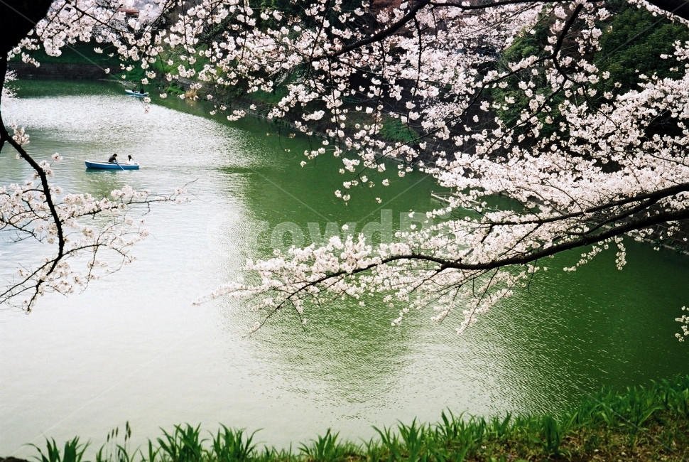 벚꽃,연인,추억,벚꽃의추억,나룻배,배,노젖는배,봄,계절,spring,season,식물,자연,plants,nature,꽃,flower,사람,인물,인간,human,person,연인,커플,사랑,lover,couple,plant,blossom,cherry blossom