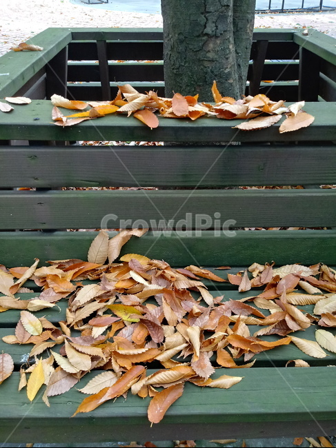 가을,가을서정,감성,낭만,plant,낙엽,단풍,leaves,나뭇잎,식물,자연,maple,fallautumnseason,옥외,outdoors,tree,나무,의자,나무의자