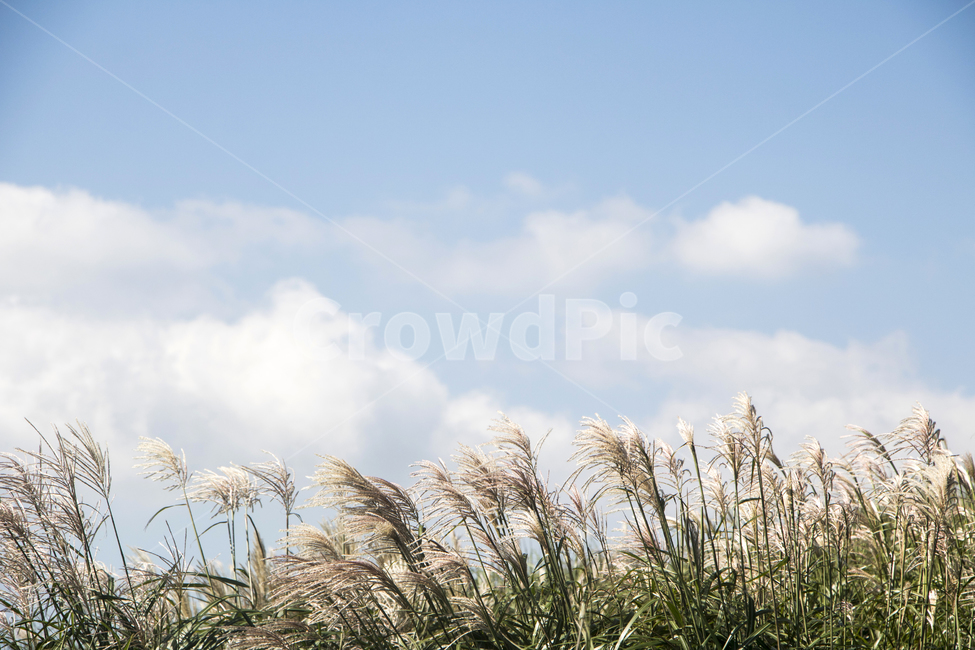 갈대,억세,구름,가을,풍경,경치,plant,식물,reed,가을,계절,fall,autumn,season,식물,자연,plants,nature,grass,잔디,lawn