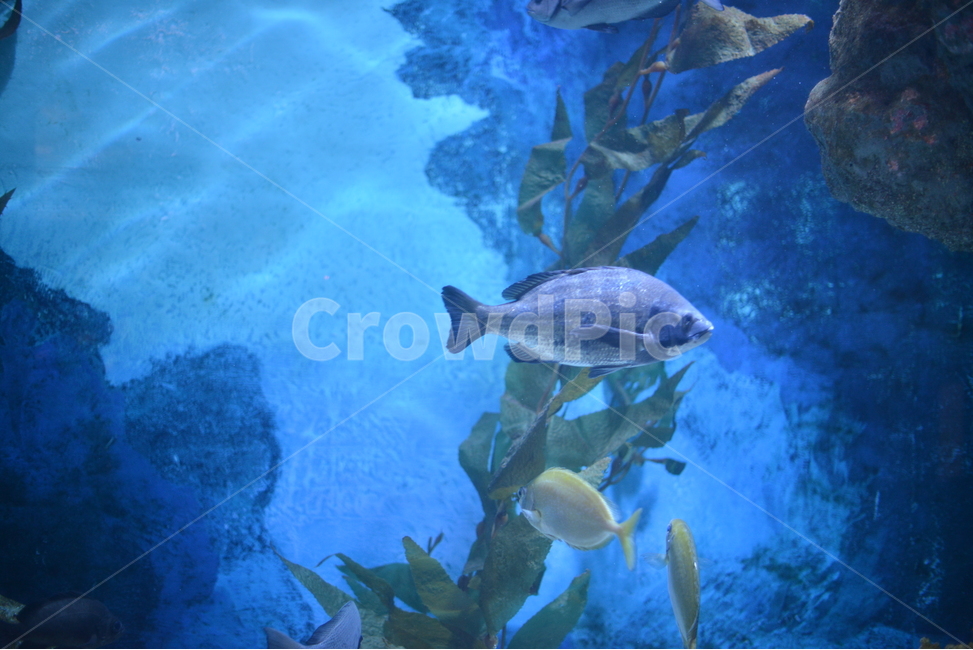 aquatic,물고기,fish,어항,수족관,어류,물고기,fish
