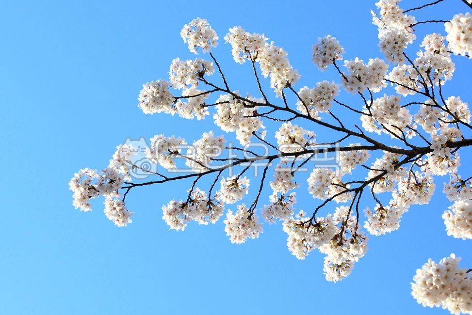 blue sky,cherry tree,white flower,Cherry Blossom,beauty,cherryblossom,in full bloom,bright,bluesky,flowering,scenery,branch,spring flowers,spring,beautiful,sight,cherry blossom background,Emotion,mi,gay,sky,Cherry Blossom Festival,blossom,Spring news,natu