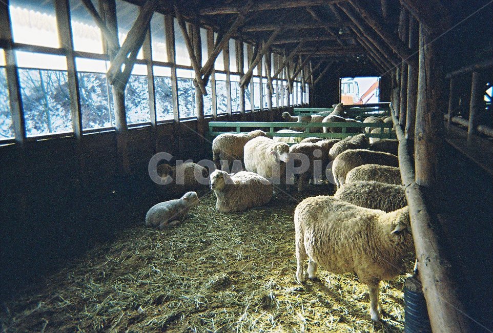 감성,필름,양떼목장,양,겨울,winter,동물,animal,포유류,mammal,산업,industry,industrial,목축업,목장,livestock farming,ranching,pasture