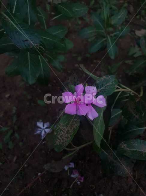 꽃,보라색,가을,감성,어설픔,식물,식물,자연,plants,nature,꽃,flower