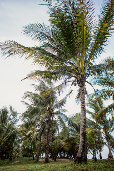 nature,자연,water,물,outdoors,옥외,sea,모래,바닷물,thailand,phuket,resort,summer,여름,비치,beach,tree,plant,palmtree,풍경,동남아,태국,푸켓,해변,해변가,바다,바닷가,해안,해안가,해수욕장,코코넛,리조트,바람,백그라운드,야자수,야자나무,야자열매,방풍림,휴양지,나무,식물,열대식물,열대,아열대,배경,background,나무,trees,wood