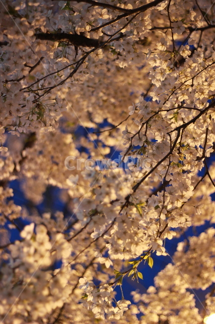 봄,벚꽃,가로등,밤하늘,꽃,봄,계절,spring,season,야경,밤,풍경,nightscape,night,landscape,plant,식물,blossom,flower