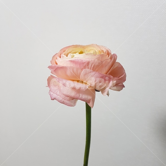 꽃,꽃잎,라넌큘러스,줄기,꽃줄기,연분홍,핑크,꽃한송이,bloom,blossom,ranunculus,pink,감성적인,flower,flowers,예쁜,식물,nature,배경,흰배경,beautiful,꽃,flower