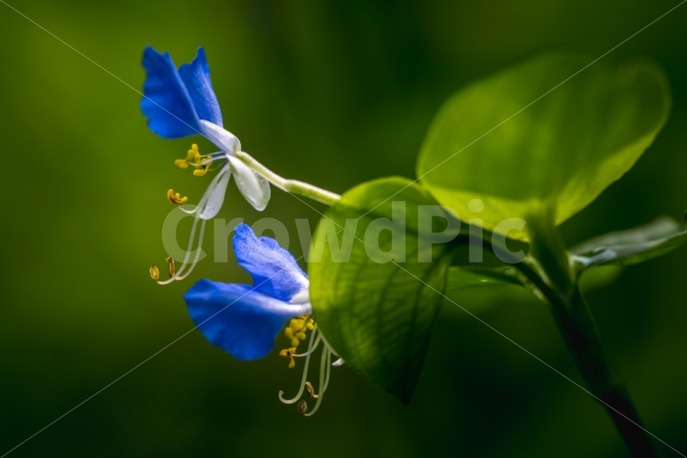 자연,풍경,식물,꽃,닭의장풀,식물,자연,plants,nature,꽃,flower