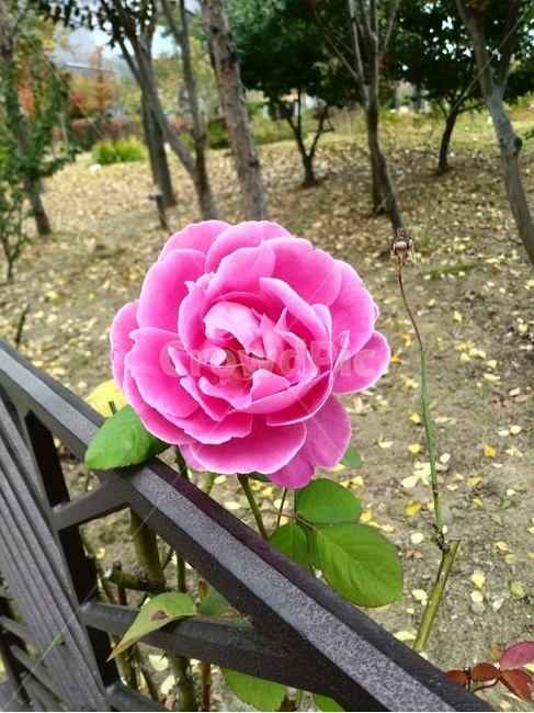 rose,장미,flower,꽃,plant,식물,blossom,식물,자연,plants,nature,꽃,flower