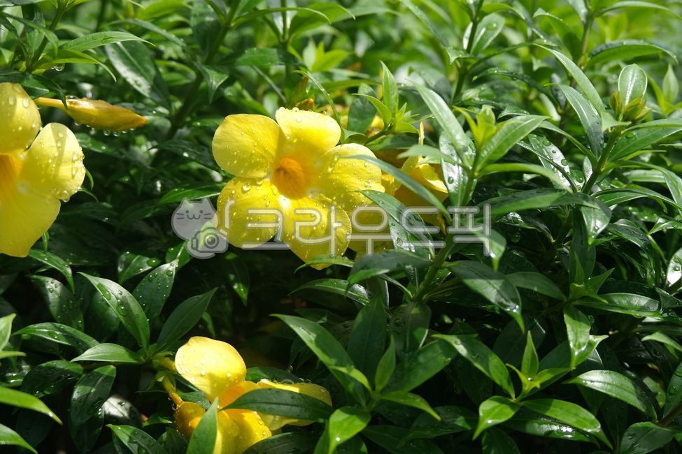 splendor,green,Allamanda,nature,yellow,yellow bell,golden trumpet,leaf,Cathartica,raindrop,flower,spring,water drop,petal,Dew,plant,season,garden