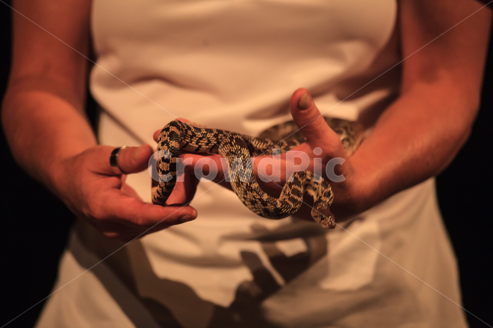 뱀,방울뱀,파충류,snake,reptile