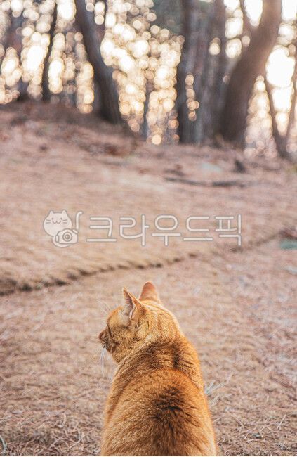고양이,cat,동물,뒷모습,길고양이,pet,animal,back