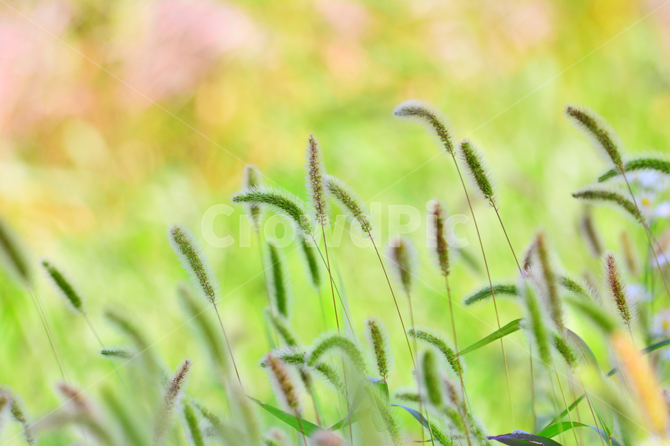 가을,강아지풀,가을분위기,가을느낌,시즌,계절,fall,autumn,들풀,초본,식물,자연,nature,flowers,background,백그라운드,배경,자연배경,바탕,10월,11월,풀밭,들꽃,노랑색,황록색,가을서정,가을예감,식물,자연,plants,nature,색깔,색상,색채,색감,color sense,color sensitivity,feeling of color
