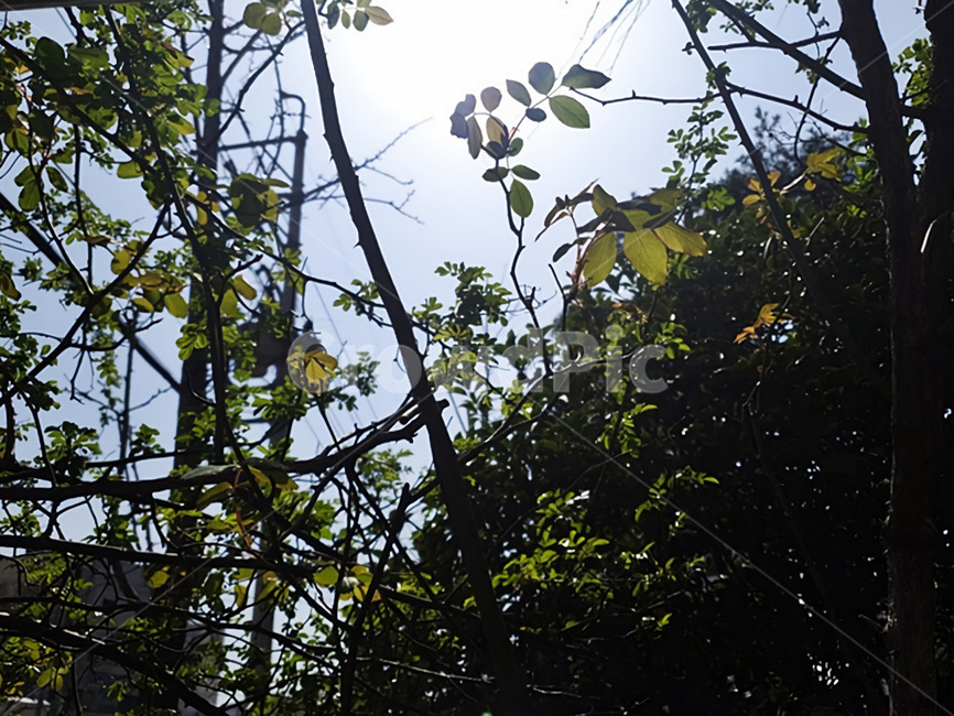 식물,나무,풀,숲,하늘,자연,풍경,여름,초록색,태양,햇빛,힐링,plant,tree,grass,wood,sunlight,nature,outdoors,green,summer,healing