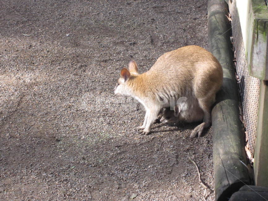 kangaroo,animal,동물,호주,캥거루,동물,animal,포유류,mammal