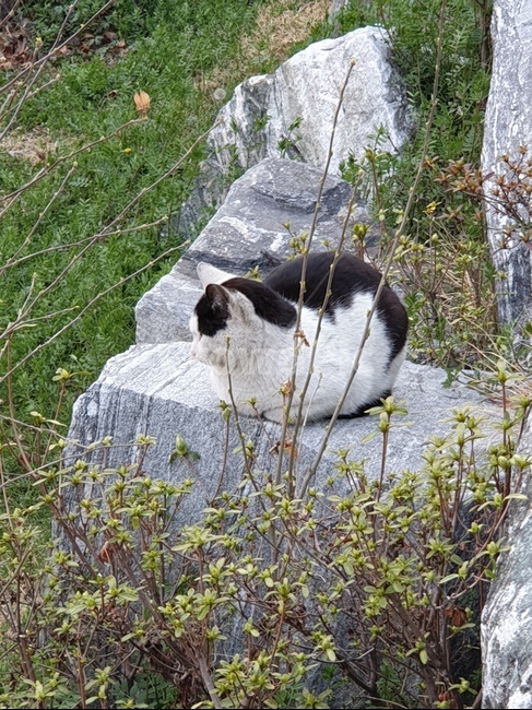 고양이,야옹이,길냥이,애옹이,낮잠,오후,오전,산책,비,힐링,잠,cat,돌담,자연,벤치,휴식,애옹쓰,산,동물,animal,포유류,mammal,고양이,cat,kitten,kitty
