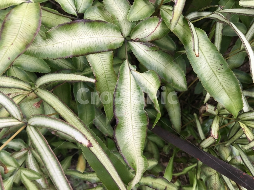 프테리스,식물,풀,초록,녹색,자연,잎,식물,자연,plants,nature