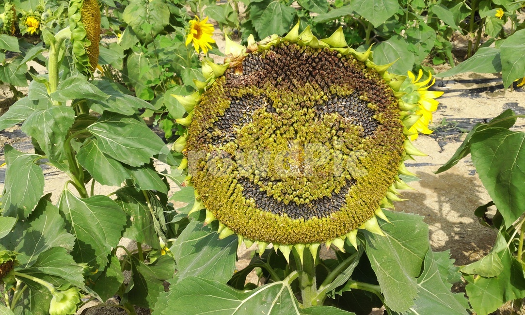 해바라기,미소,여름,꽃,해바라기꽃
