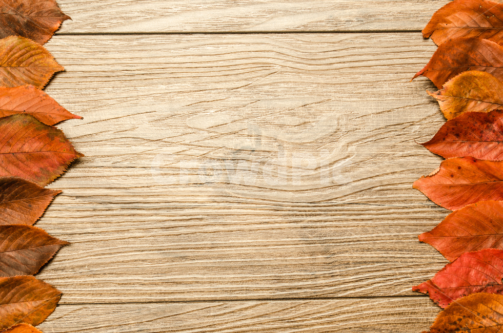 border,nature,concept,deck,tree,leaf,fallen leaves,background,design,season,autumn,floor,table,board,Maple,frame