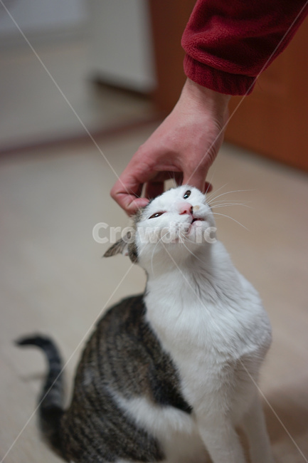 consensus,Pets,Korean Shorthair,subtlety,AC,Meow,cat,butler,skinship