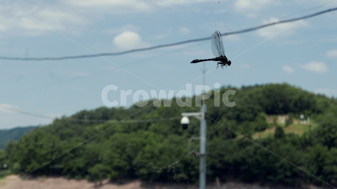 자연,dragonfly,nature,약육강식,거미줄,거미