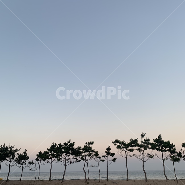바다,노을,하늘,나무,저녁,날씨,맑음,감성,자연,풍경,nature,landscape,tree,plant,식물
