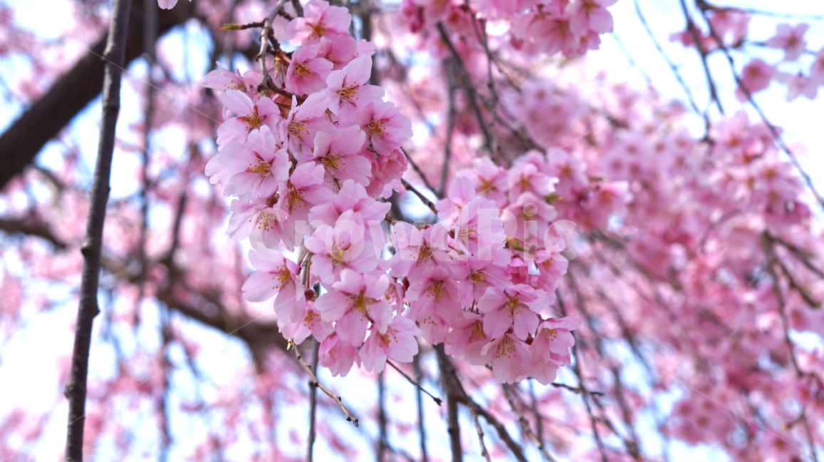 벚꽃,벚나무,봄,나들이,꽃,cherryblossom,flower,spring,하늘,봄,계절,spring,season,plant,식물,blossom,cherry blossom
