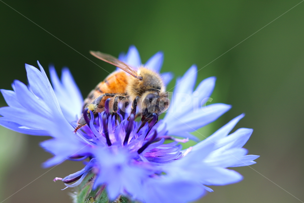 식물,꽃,동물,벌,자연,벌레,식물,자연,plants,nature,꽃,flower,동물,animal,곤충,벌레,insect,bug