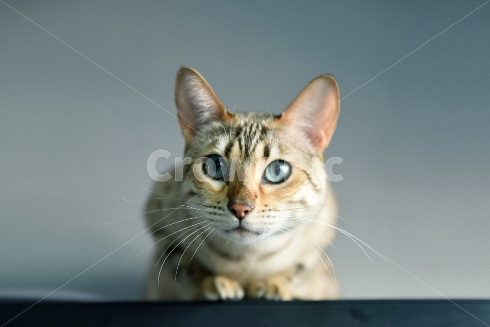 고양이,동물,반려동물,cat,정면,귀여움,가로,사람없음,포유류,궁금함,호기심,애완동물,줄무늬,동물,animal,포유류,mammal,고양이,cat,kitten,kitty,감성,sensible,feeling