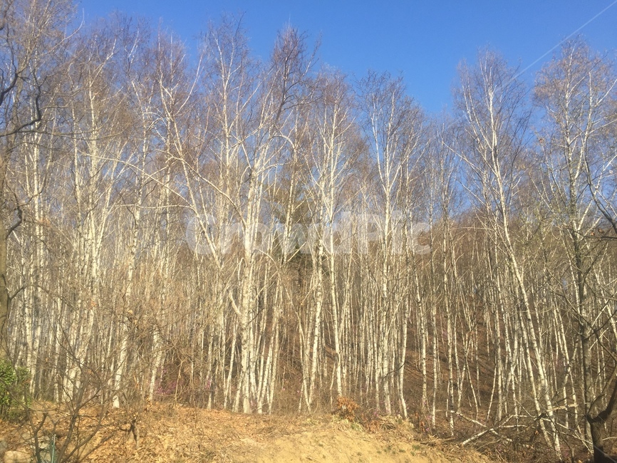 자작나무,나무,tree,식물,plant