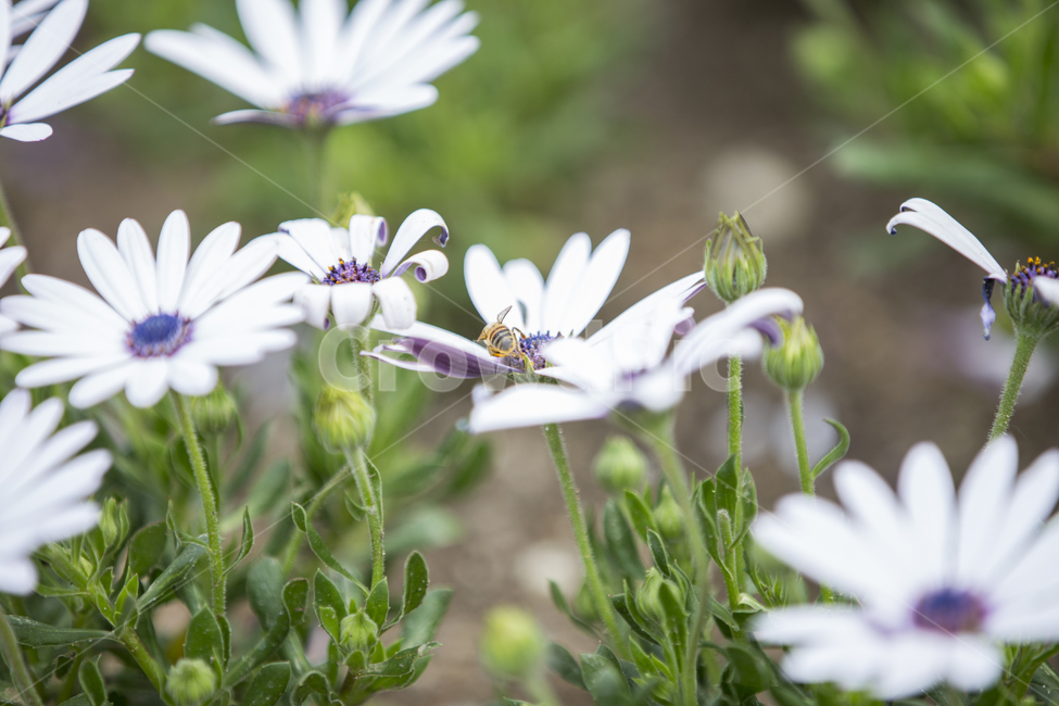 꿀벌,벌,bee,osteospermum,오스테오스펄멈,플라워,야생화,꽃,곤충,flower,plant,정원,가든,숲,forest,garden,mountain,식물,자연,plants,nature,꽃,flower,동물,animal,곤충,벌레,insect,bug