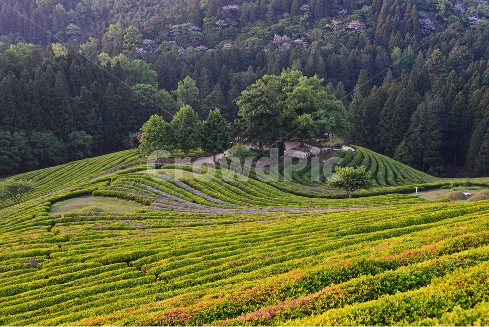보성,scenery,풍경,landscape,경치,대한다원,대한다원아침,nature,자연,outdoors,옥외,자연,풍경,nature,landscape