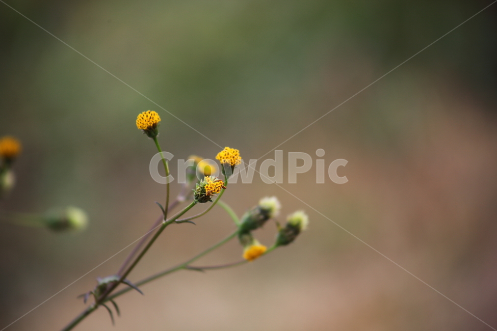 도깨비바늘,식물,잡초,풀,spanishneedles,식물,자연,plants,nature,꽃,flower