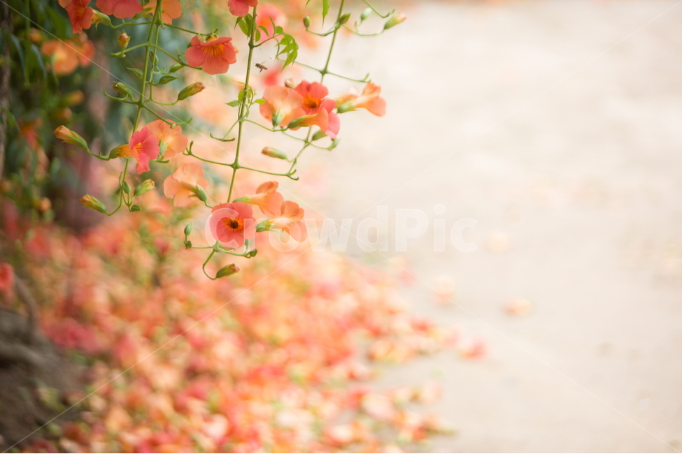 능소화,능소화꽃,꽃,플라워,trumpetcreeper,flower,식물,자연,plants,nature,꽃,flower,감성,sensible,feeling