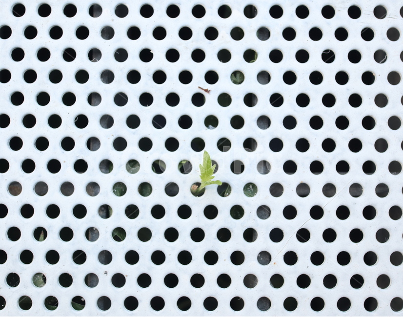 잡초,생명력,식물,생명,동그라미,패턴,식물,자연,plants,nature