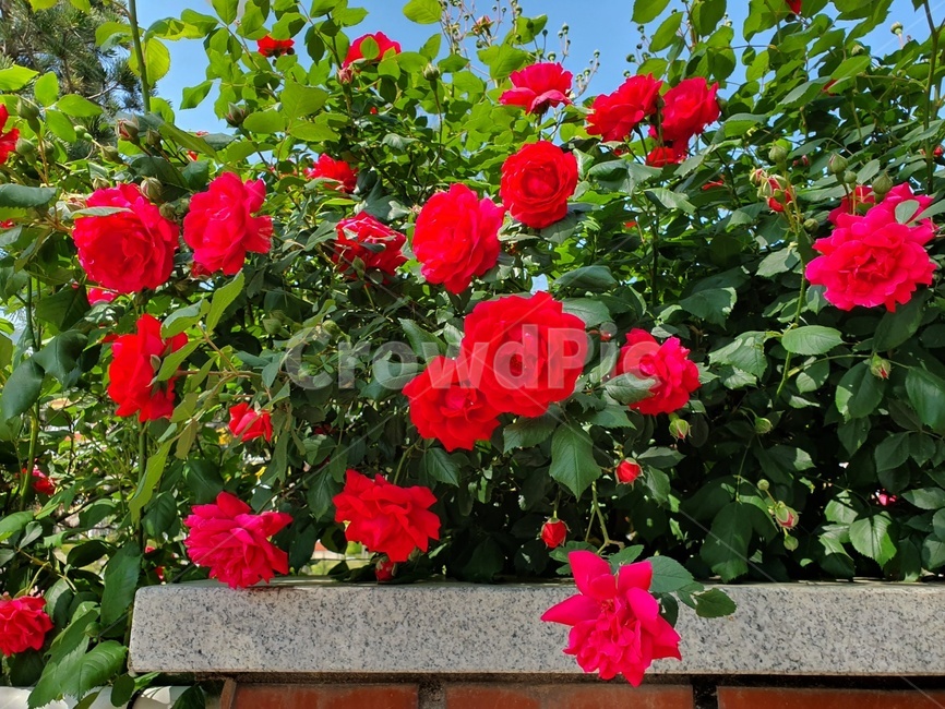 장미,봄꽃,rose,flowers,spring,plants,식물,바탕,배경,계절,봄,꽃,nature,beautiful,봄이미지,빨간색