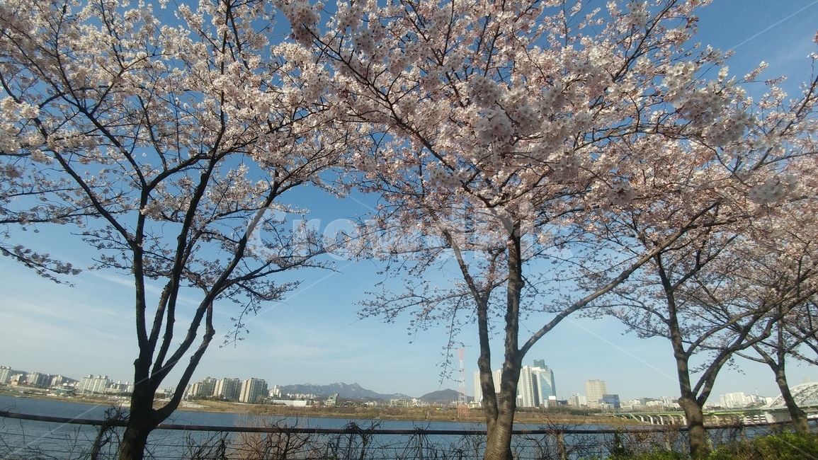 선유도공원,공원,벚꽃,봄,한강,꽃,선유도,서울